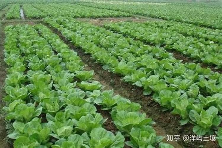 白菜出苗后怎样治虫子,白菜出苗后多久可以施肥