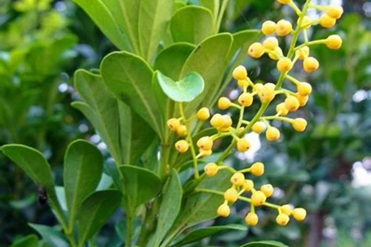 夏季秋季怎样种西葫芦才能更绿？