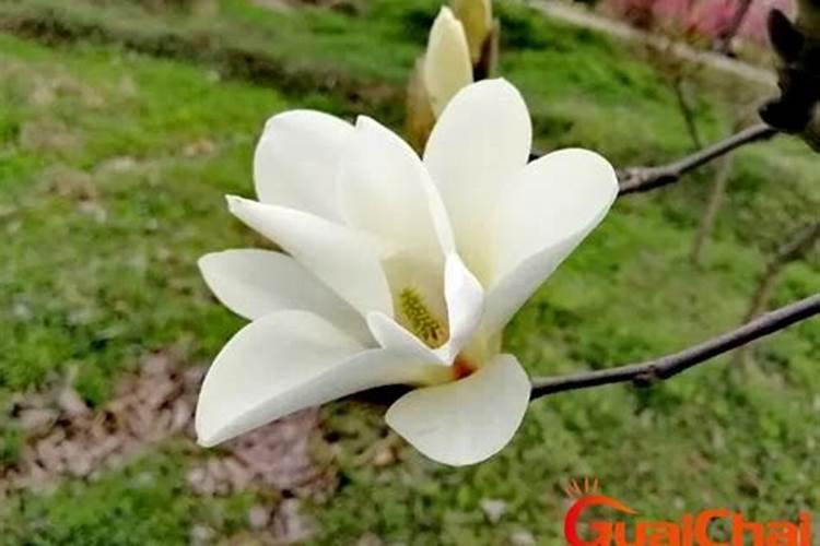 为什么要选择液体缓释氮肥？农优尚诚