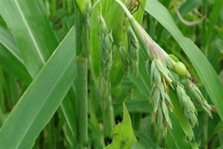 促进植物生根的方法是什么？