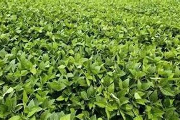 喷叶面肥加尿素正确方法