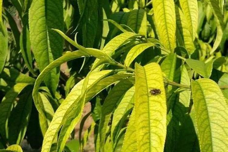 湖南省益阳市花千果水果副食有限公司赫山茂林店怎么样？