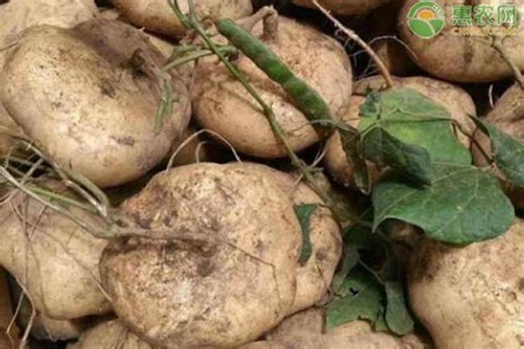 玉米专用肥哪个品牌好