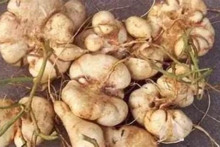 凉薯怎么种植方法如下