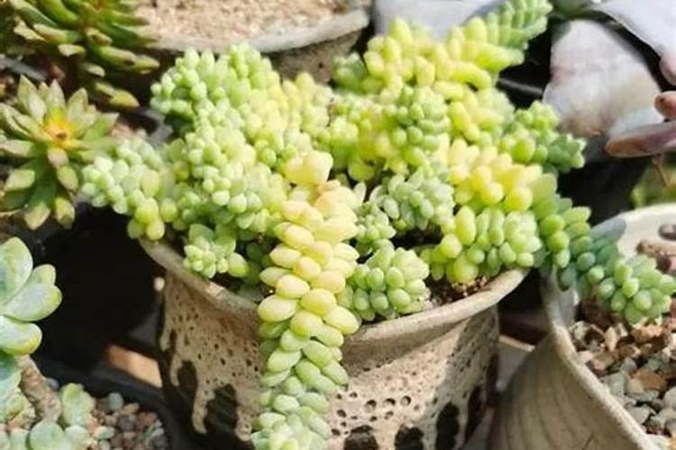 芸苔素十=轻钾能打药水当叶面肥吗？用在阳光玫瑰小苗上。