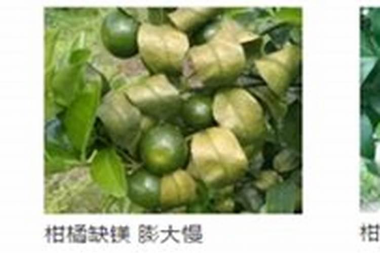 三十斤水放多少磷酸二氢钾合适