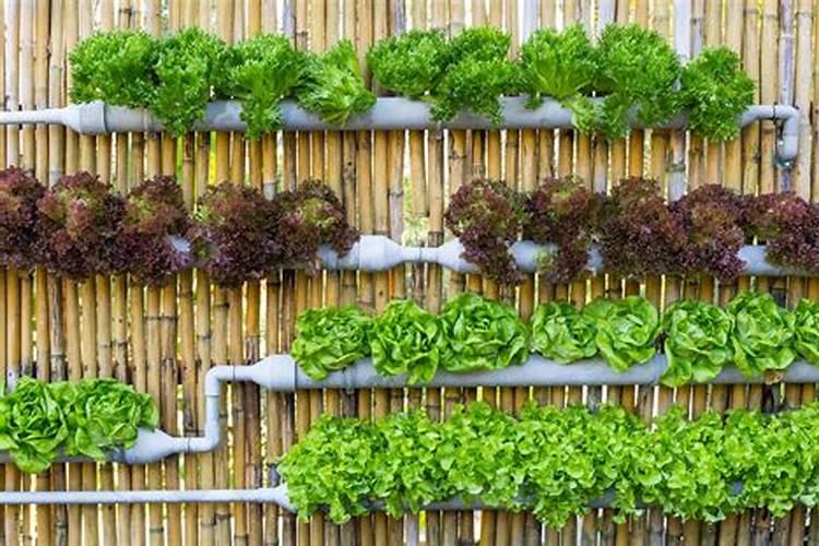 枸橼酸钾枸橼酸钾