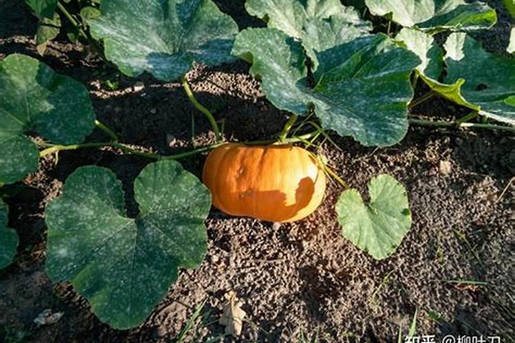 种植南瓜要想高产,这六个妙招需学会!