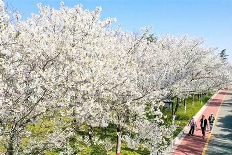 芸苔素的作用和使用方法