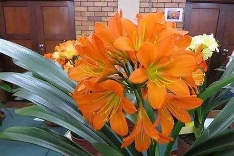 君子兰的养殖方法和注意事项都要有什么呀？