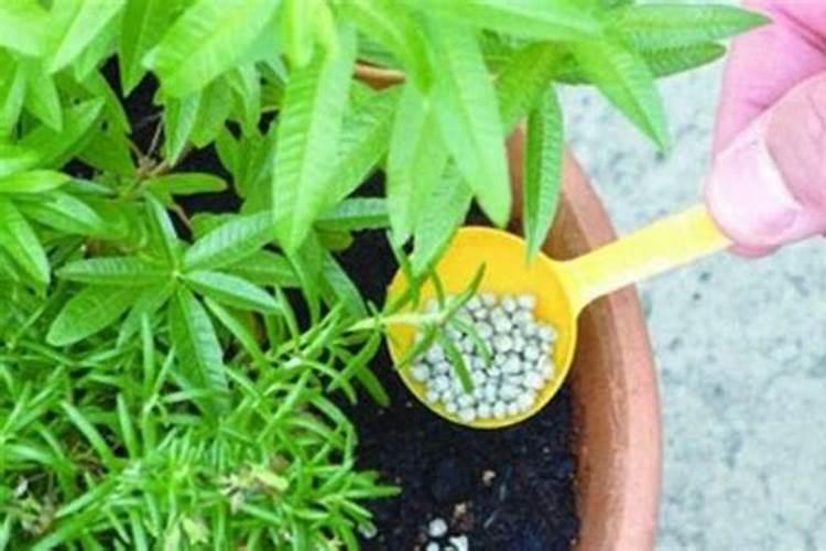 马铃薯种植该如何施肥？最好是施什么肥？