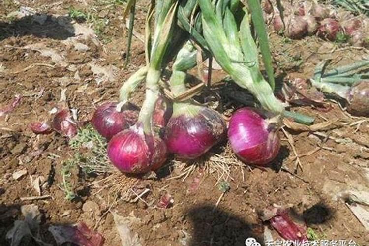 茶花如何催花花苞多