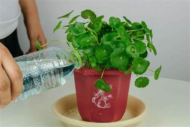 水溶肥使用技巧