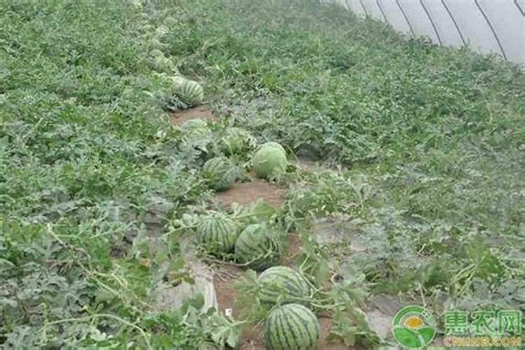 郑州大玉米承建单位是谁