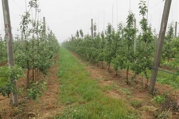 果树叶面肥喷施八注意 种果树需要注意什么