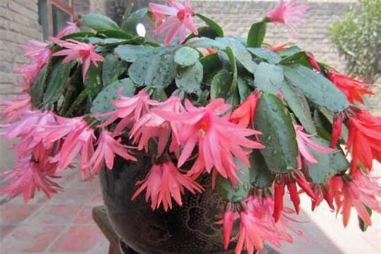 现在网络都在传面条里面加胶了,这是怎么回事？