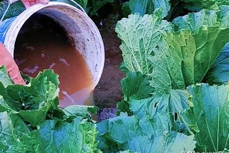 嘉兴地区如何管理三红蜜柚树