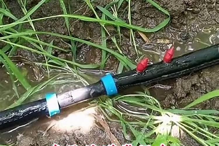 苹果树花蕾期可以喷氮肥吗？