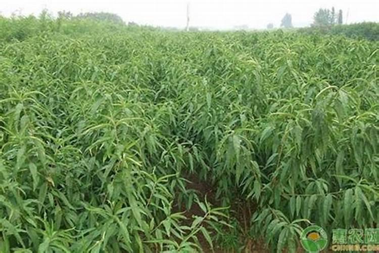 桃树什么时候施肥最好桃树施肥的最佳时间