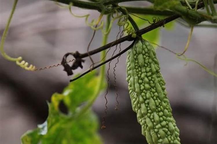 养富贵竹放点味精是不是会好点