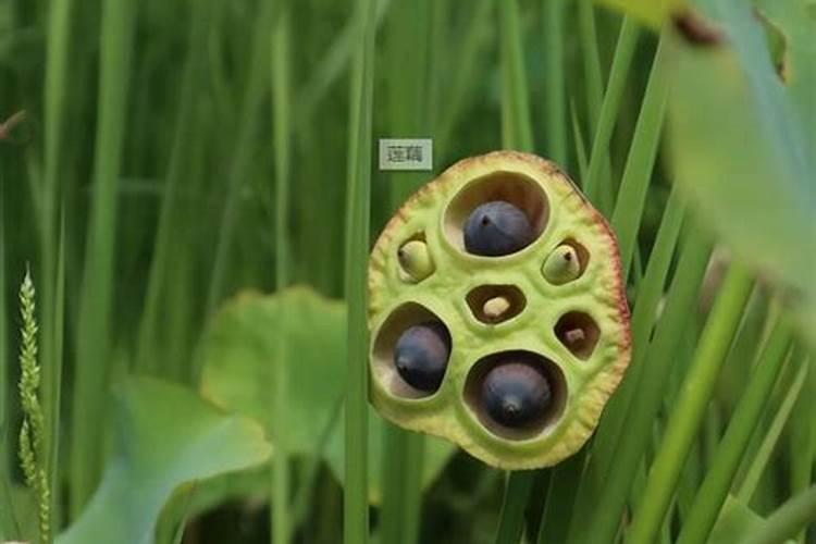 牡丹花能直接喷施叶面肥吗