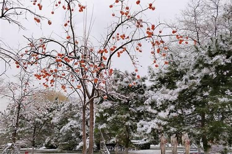 水溶肥排名前十位的有哪些品牌