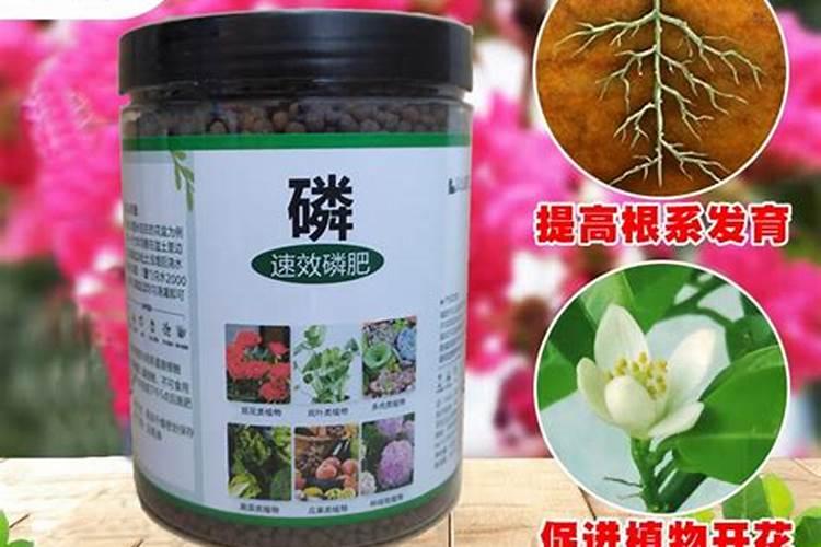 家中养花没有磷酸二氢钾肥？有什么东西可以代替一下吗？
