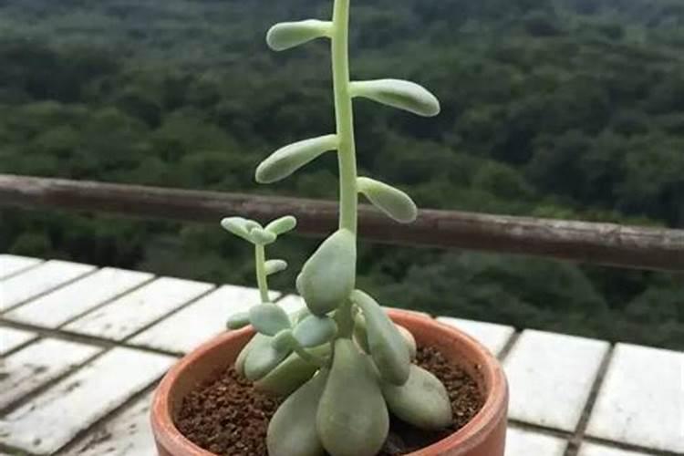 香蕉根系少用什么水溶肥好呢？