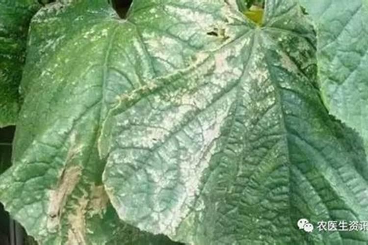 硝酸铵钙可以冲施黄瓜吗