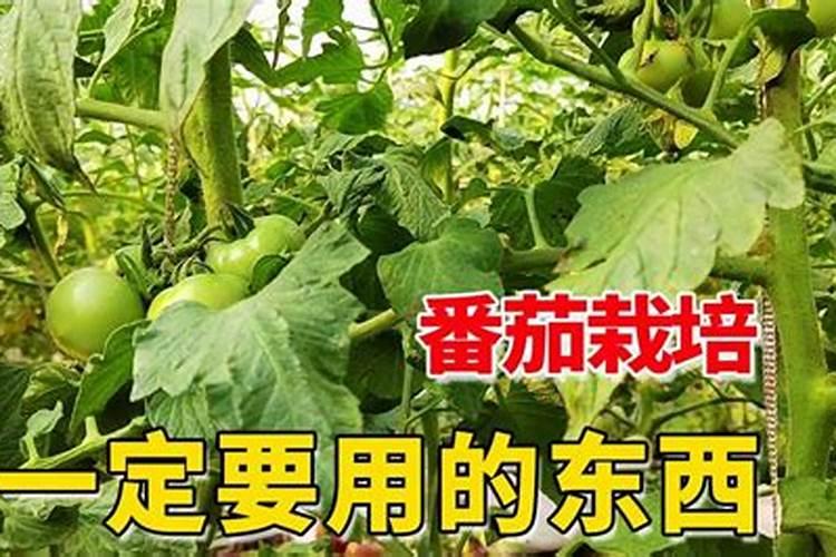 玉米涝了打什么叶面肥
