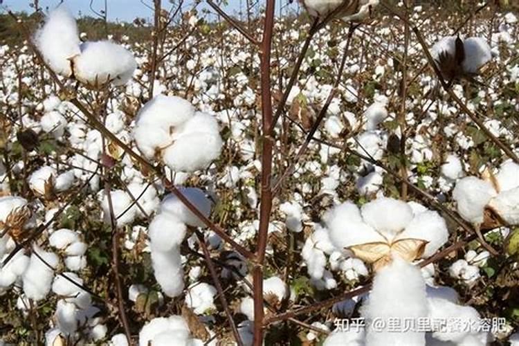 棉花后期喷什么叶面肥,棉花后期发黄怎么办