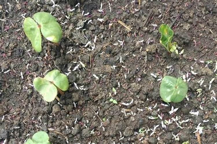 棉花种植施用锌肥起啥作用？看完这篇 文章彻底明白,赶紧吧