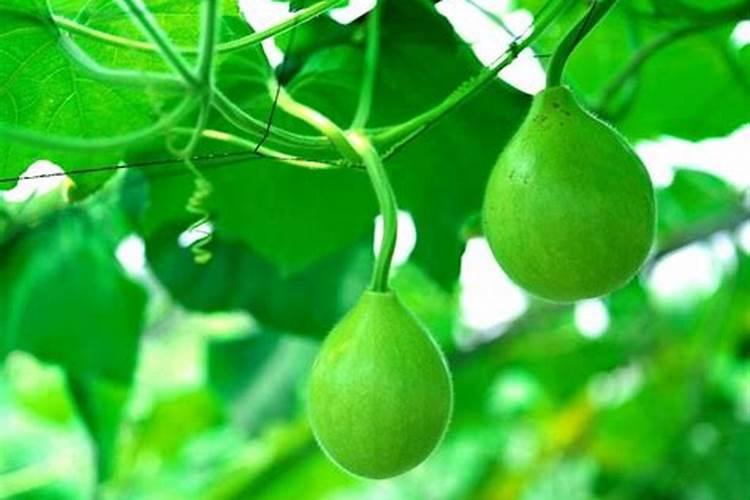 白掌如何浇水,叶子可以喷水吗？