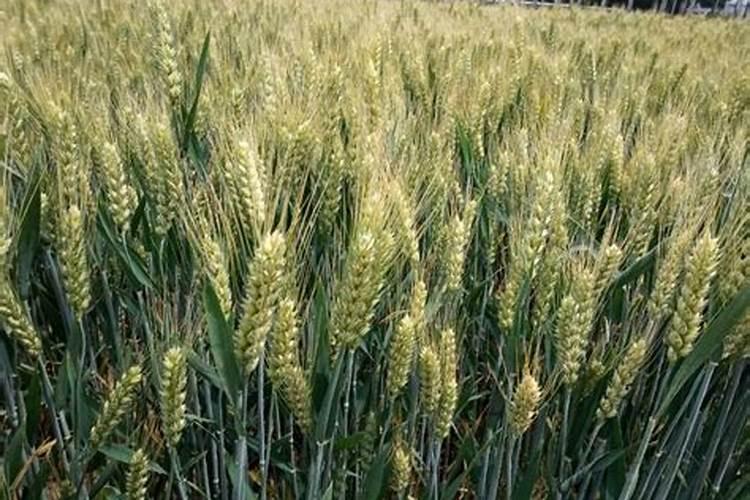 种红薯怎样施底肥