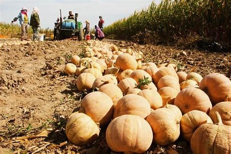 南瓜开花结果需要什么肥料 如何施肥更高产