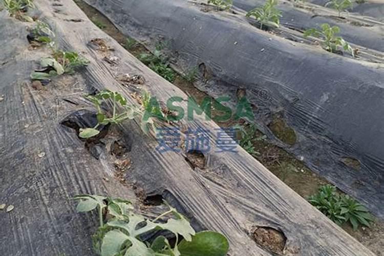 西瓜苗适合用什么样的叶面肥