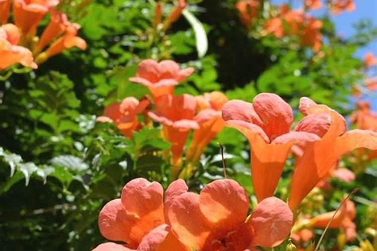 腐植酸肥料的作用是什么？