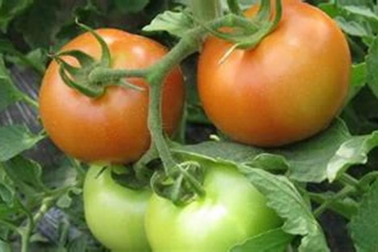 麦冬叶子发黄怎么办？麦冬的叶子由叶尖向根部发,一夜之间向4周蔓延...