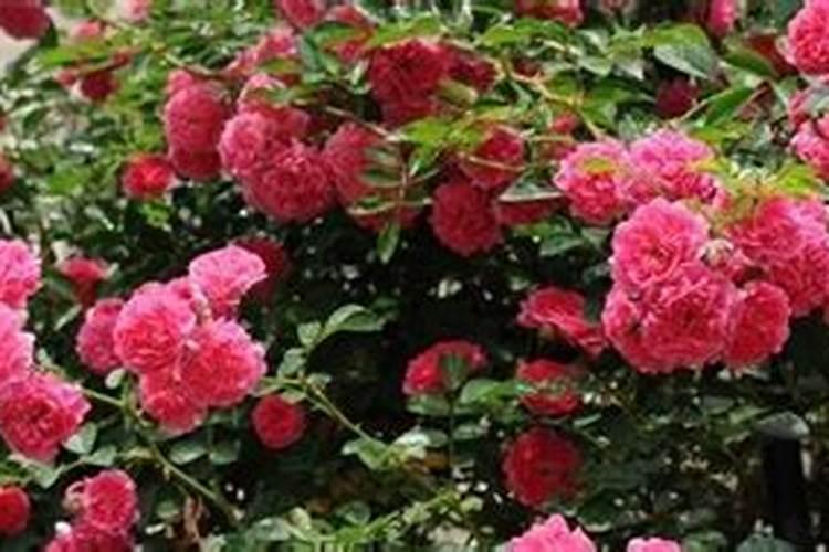 1970年中国的历史