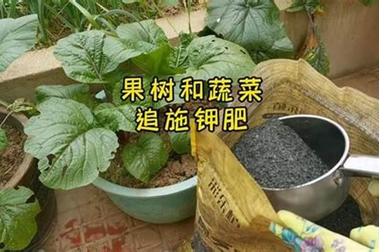 养花技巧四种热门花卉施肥技巧