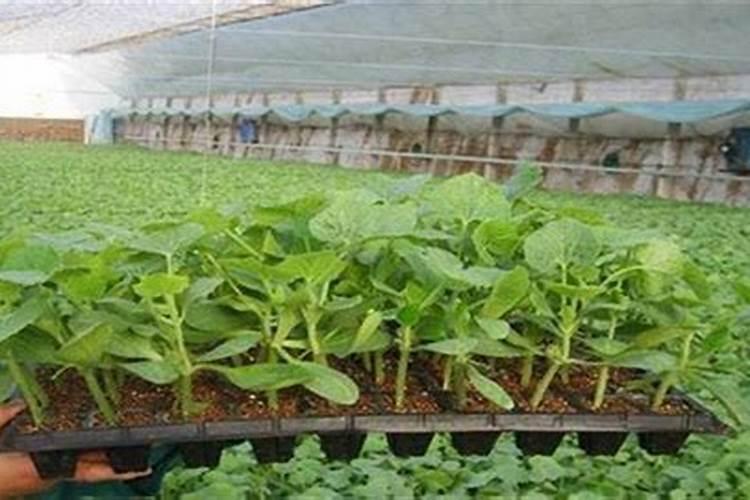 红糖加花生麸自制菌肥