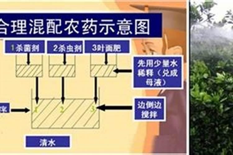 小麦尿素喷叶面肥的用量