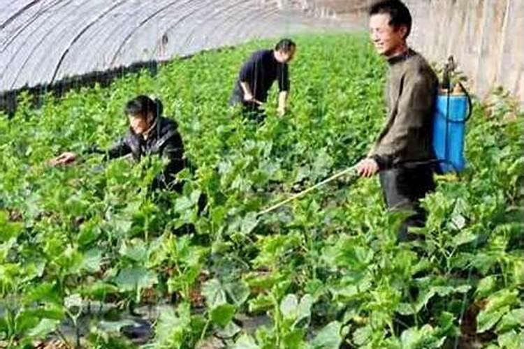 露天甜瓜早上7点钟可以打叶面肥吗？