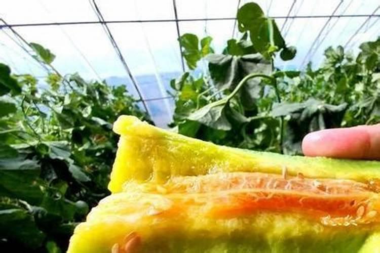 芸苔素几天打一次合适