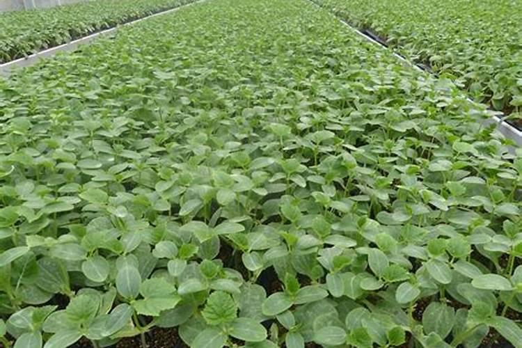 甜瓜打什么叶面肥最好？甜瓜施肥时间及方法？