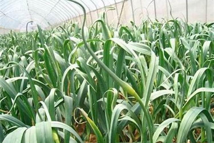 老师一亩花生地氮磷钾肥各多少斤