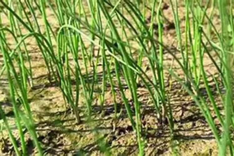 阳台种小葱有哪些小技巧？如何让小葱长势好？