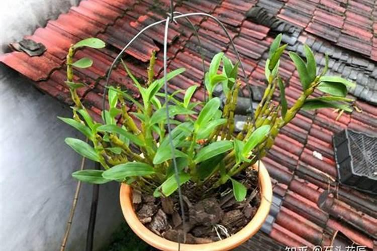 铁皮石斛肥料有什么样的比较好？哪位能给点建议？