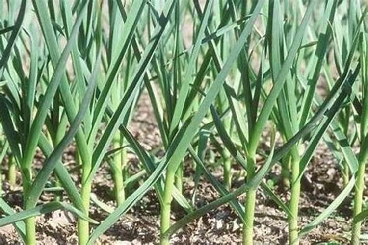 大蒜冲施肥什么样的配方最合理