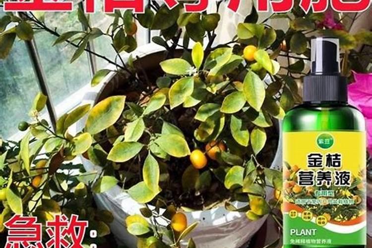 金桔树施什么肥料最好